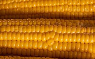 Sweet corn on the cob